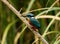 Closeup shot of a common kingfisher perched on a branch