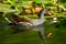 Closeup shot of a  Common moorhen in the water