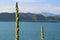 Closeup shot of common mullein flowers on blurred background of sea and mountains