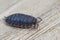 Closeup shot of the common rough woodlouse on wood