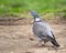 Closeup shot of a common woodpigeon on the blurry background