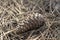 Closeup shot of a cone laid in a ground of pine tree needles