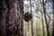 Closeup shot of a cone on the trunk of a pine tree