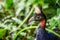 Closeup shot of the Congo peafowl