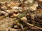 Closeup shot of a conical gaudy grasshopper in rocks, leaves and twigs