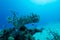 Closeup shot of corals, fish, and a man wearing scuba suit underwater