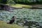 Closeup shot of a cormorant near a pond in Koishikawa Botanical Gardens, Tokyo