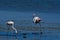Closeup shot of a couple of  American Flamingos in the water, in the Ebro Delta