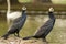 Closeup shot of a couple of cormorants in a forest