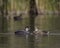 Closeup shot of a couple of ducks swimming in a pond