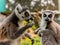 Closeup shot of a couple of lemurs eating green leaves