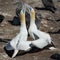 Closeup shot of a couple of Northern gannets