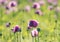 Closeup shot of a couple of purple poppy flowers in a field with a blurred background