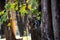 Closeup shot of a couple of squirrels on a tree trunk