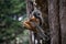 Closeup shot of a couple of squirrels on a tree trunk