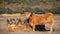 Closeup shot of a cow beside a feeding trough full of hay