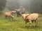 Closeup shot of Cows mist in the forest in Switzerland San Bernandino