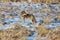 Closeup shot of a coyote walking around a golden field covered snow in the daylight