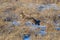 Closeup shot of a coyote walking around a golden field covered snow in the daylight