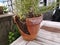 Closeup shot of a cracked flowerpot with a growing plant