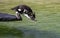 Closeup shot of crested penguin diving into the water