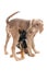 Closeup shot of a crossbreed puppy hiding under a Weimaraner dog and isolated on a white background