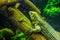 Closeup shot of a Cuban Iguana at Zoo Tampa
