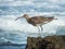 Closeup shot of a curlew bird on a rocky shore