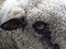 Closeup shot of the curly white sheep with black hears