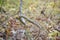 Closeup shot of a curvy branch with a blurred background