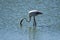 Closeup shot of a cute American Flamingo drinking water in the Ebro Delta