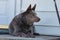 Closeup shot of cute Australian cattle dog Kelpie resting on the floor