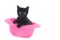Closeup shot of a cute baby cat in a pink bowl in a studio