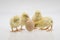 Closeup shot of cute baby chicks near an egg on a white background