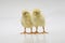 Closeup shot of cute baby chicks  on a white background