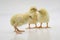 Closeup shot of cute baby chicks  on a white background