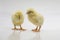 Closeup shot of cute baby chicks  on a white background