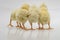 Closeup shot of cute baby chicks  on a white background