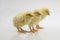 Closeup shot of cute baby chicks  on a white background