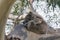 Closeup shot of a cute baby koala napping on a gum tree