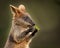 Closeup shot of a cute baby wallaby holding a green leaf