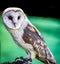 Closeup shot of a cute barn owl with a colorful blurry background