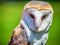 Closeup shot of a cute barn owl with a colorful blurry background