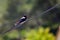 Closeup shot of a cute barn swallow on a wire