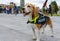 Closeup shot of a cute beagle wearing a police vest.