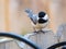 Closeup shot of a cute black capped chickadee