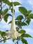 Closeup shot of a cute Brugmansia Versicolor under the sunlight