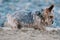 Closeup shot of a cute cairn terrier dog playing with sand