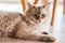 Closeup shot of a cute cat lying on the wooden floor with a proud look