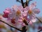 Closeup shot of cute cherry blossoms under the sunlight